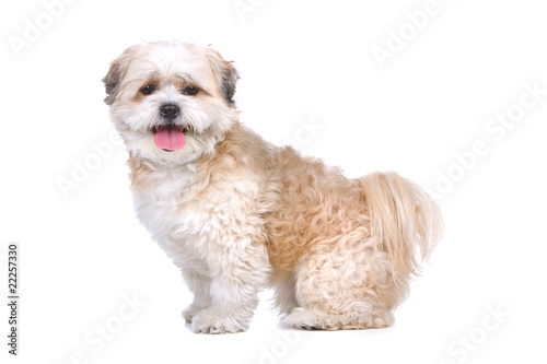 side view of a mixed breed dog (boomer) looking at camera