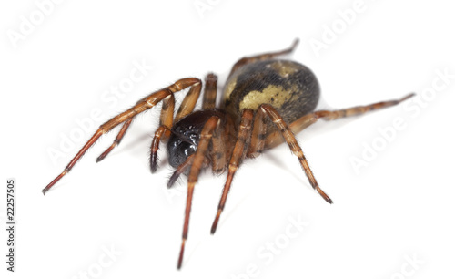 Hunting spider isolated on white background. Macro photo.