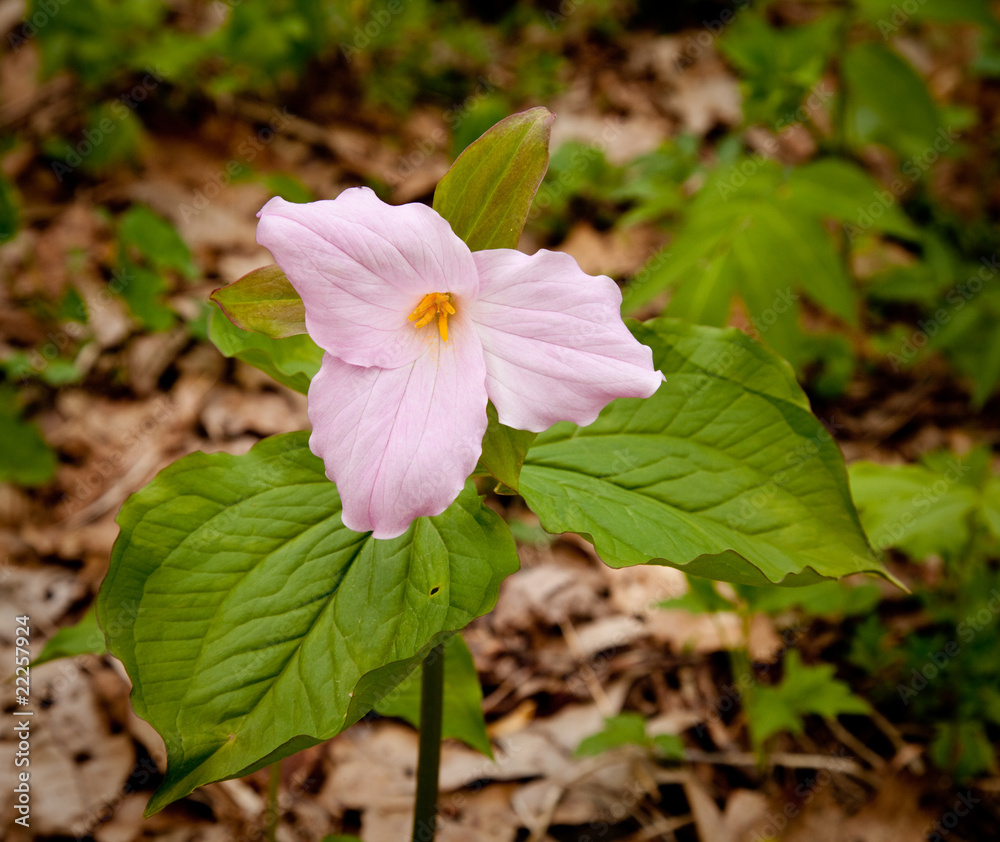 Mauve trillium in forest Mauve trillium in forest
