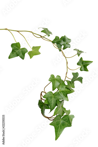 Canvas-taulu Green Ivy