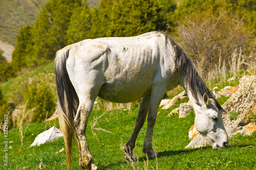 white mare