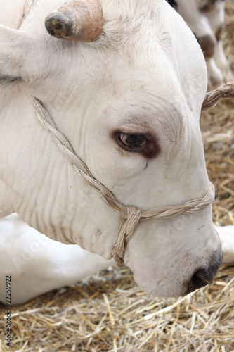 cow with closed mouth