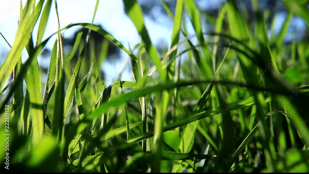 herbe verte