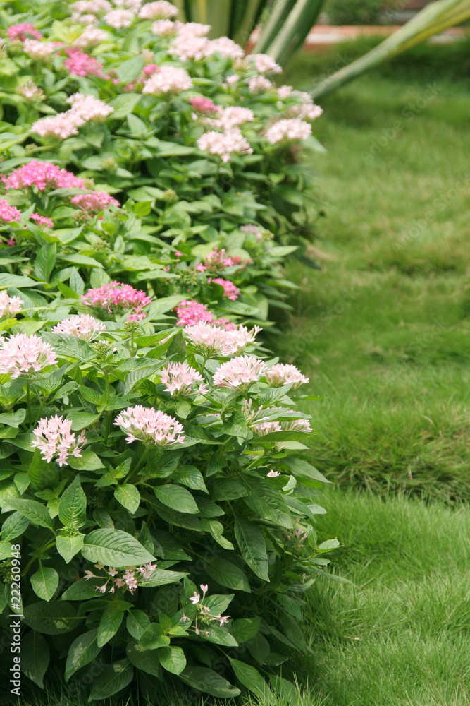 Fototapeta premium Landscaped garden