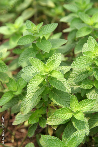 Obraz na płótnie Mint in a herbal garden w salonie