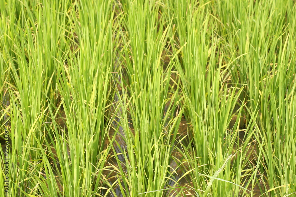 cornfield cornfield