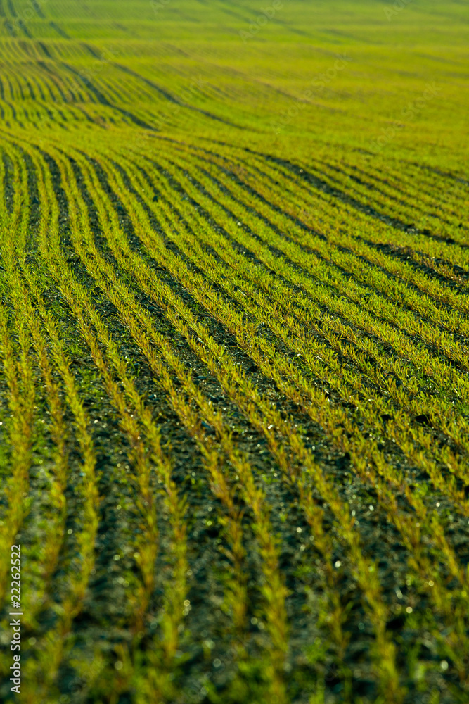 Freshly seeded field Freshly seeded field