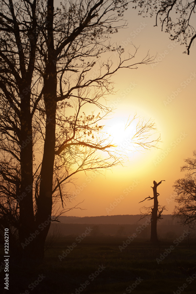 Sunset trees silhuette