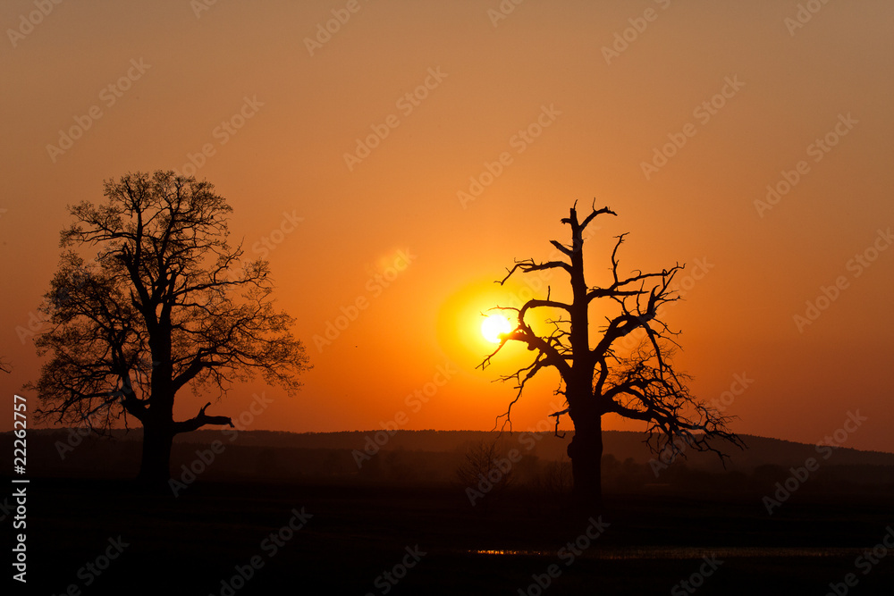 Sunset trees silhuette