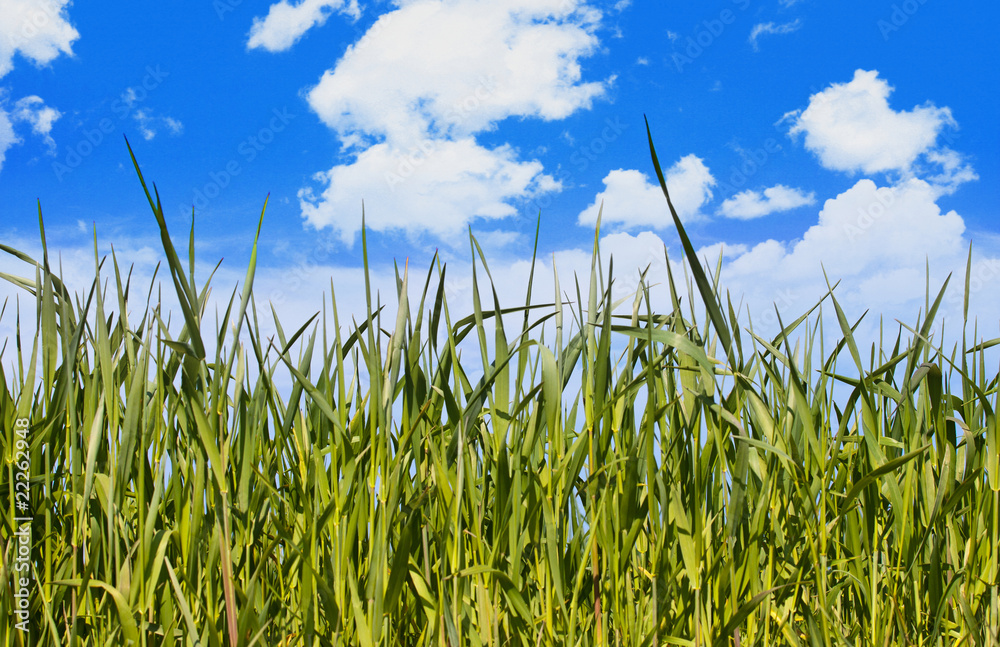 Obraz premium Young corn field with blue sky