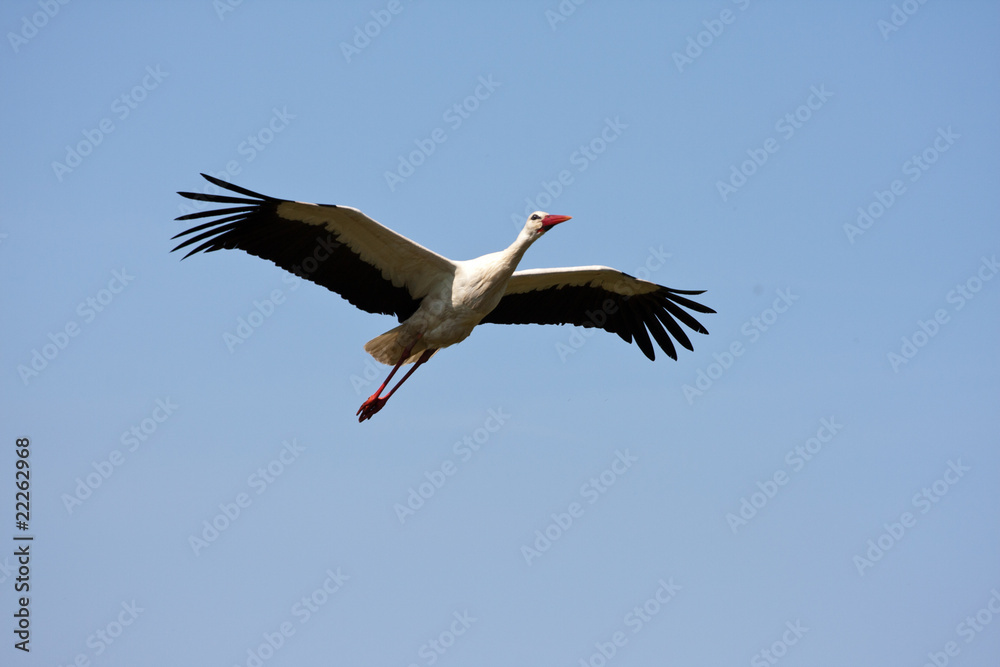 Fototapeta premium Stork in flight