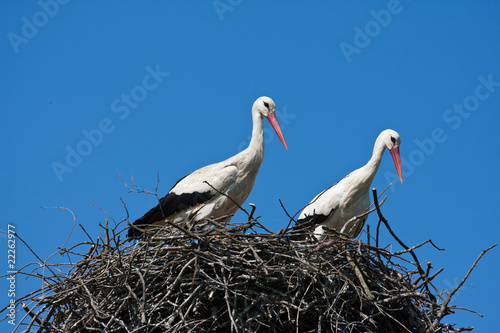 Couple of storks in nest