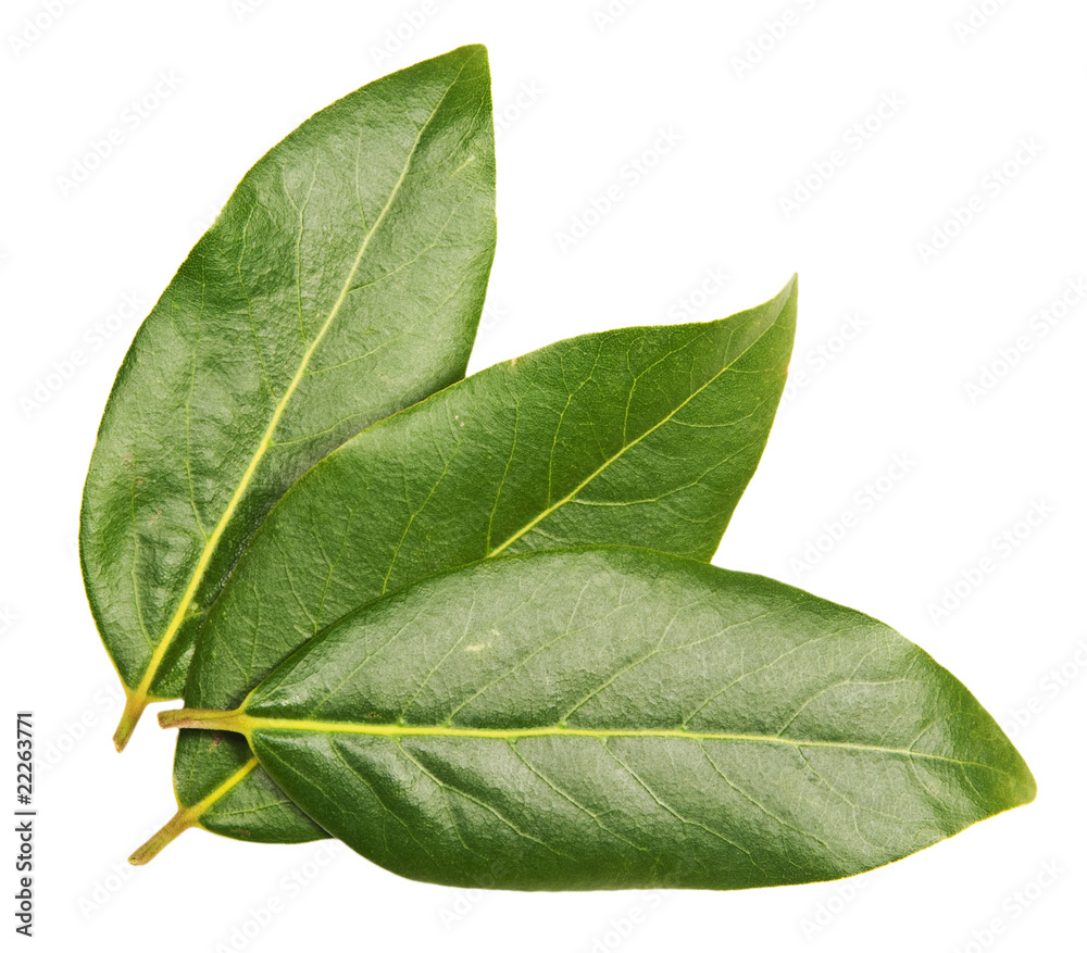 Obraz premium Three green laurel leaves