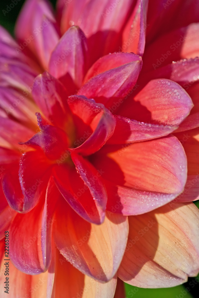 Dahlia flower Dahlia flower