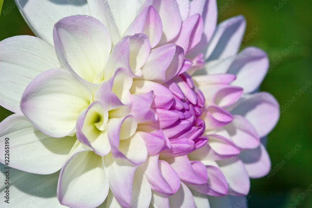 Dahlia flower