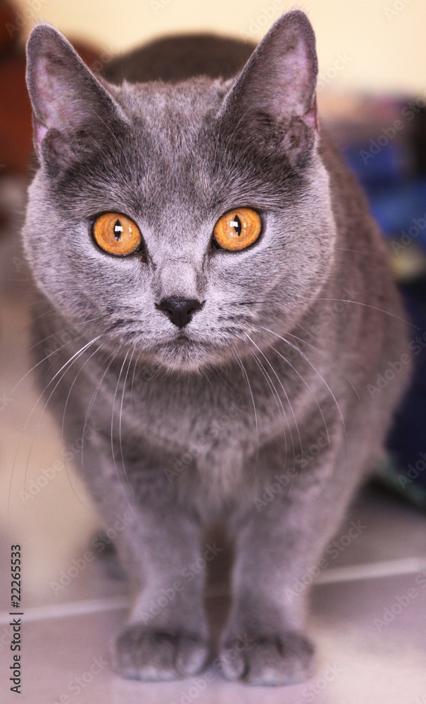 Chat Chartreux Pure Race Stock Photo Adobe Stock