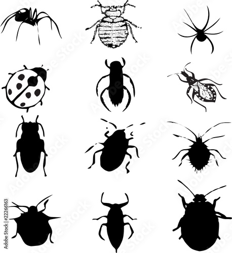 bugs