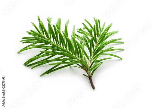 Fir tree branch isolated on white photo