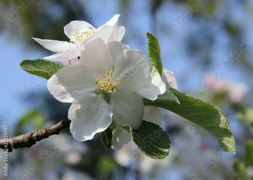 apple blossom