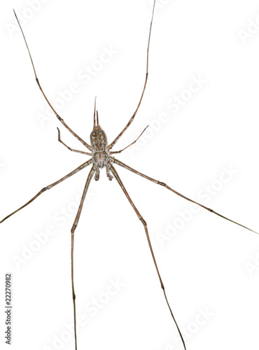 spider isolated in white