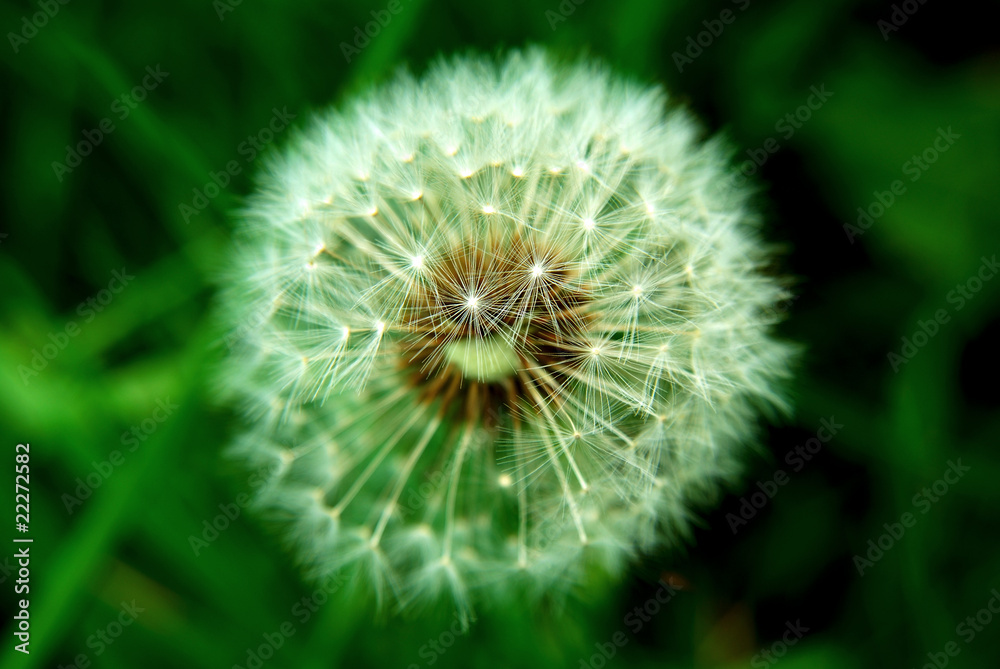 Blowball Blowball