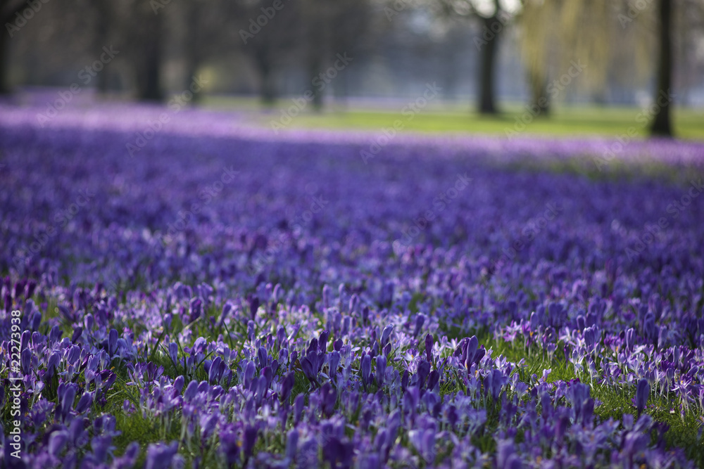 Krokusse Krokusse