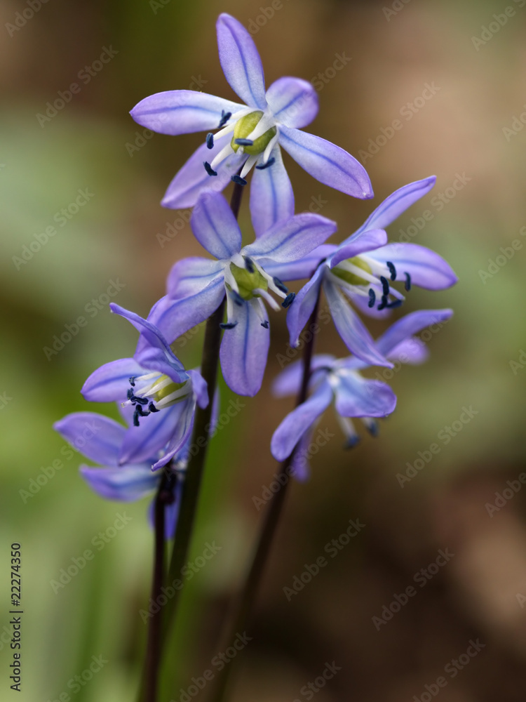 spring field flowers