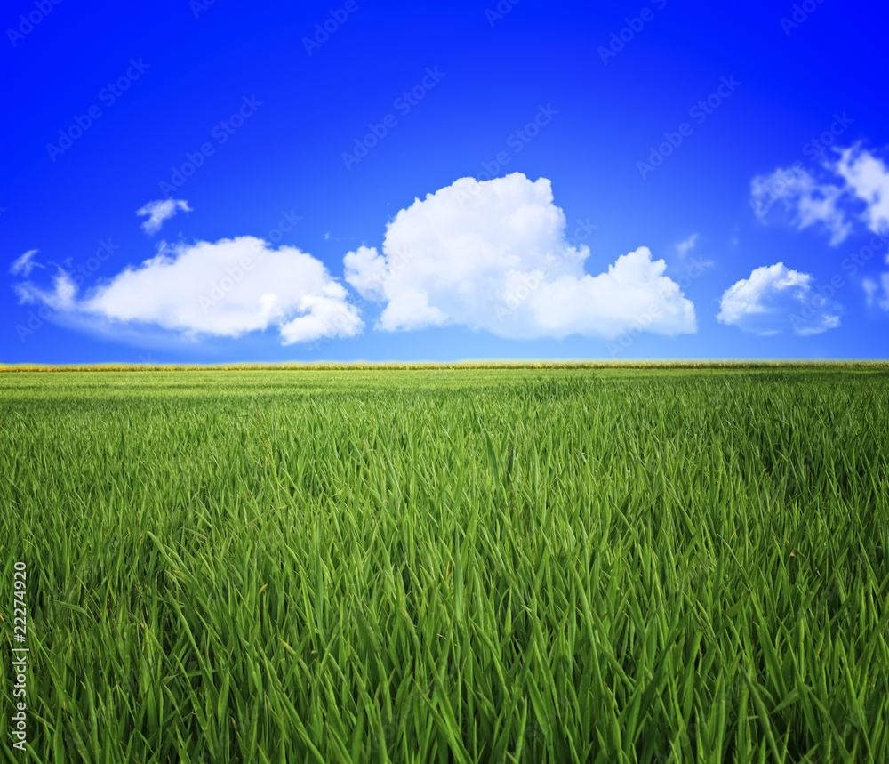 grass field and sky grass field and sky
