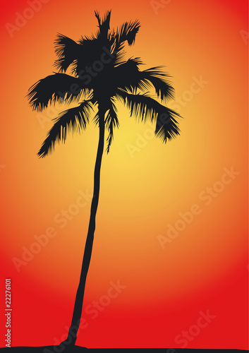 Palme in der Abendsonne