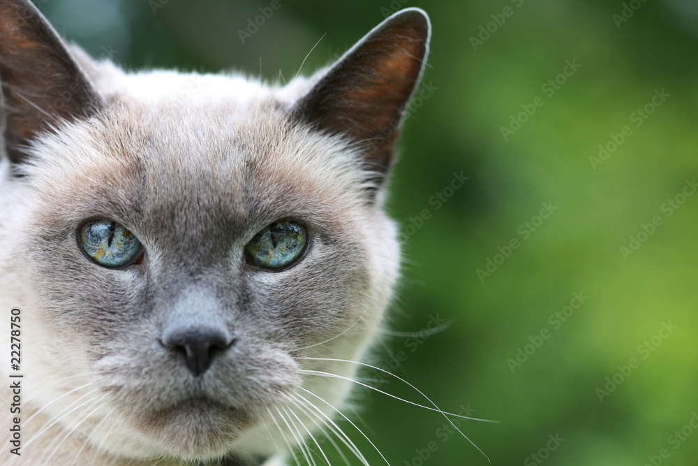 Blue Eyed Cat On Green