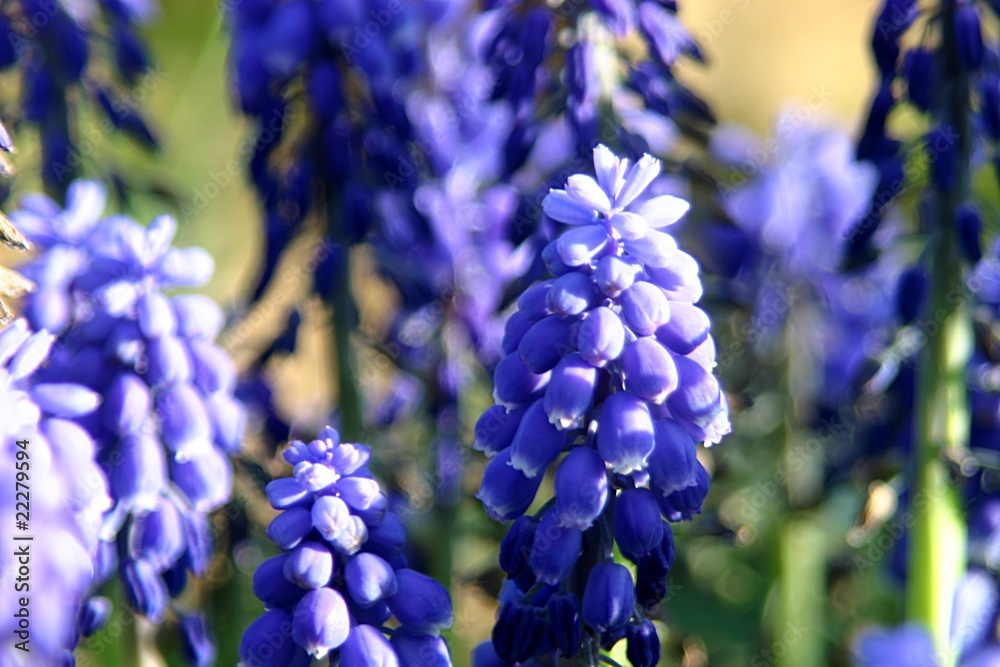 Traubenhyazinthen (Muscari) Traubenhyazinthen (Muscari)
