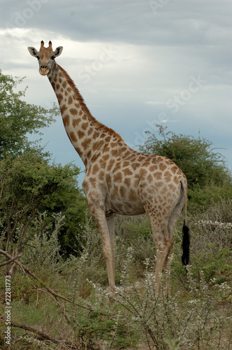 Giraffe im Etoscha Nationalpark