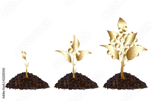Life process of Golden Tree