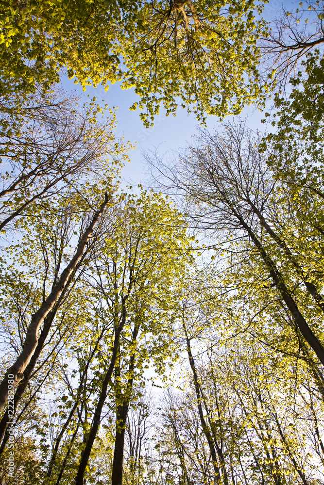 Fototapeta premium crown of tree with colorful leaves