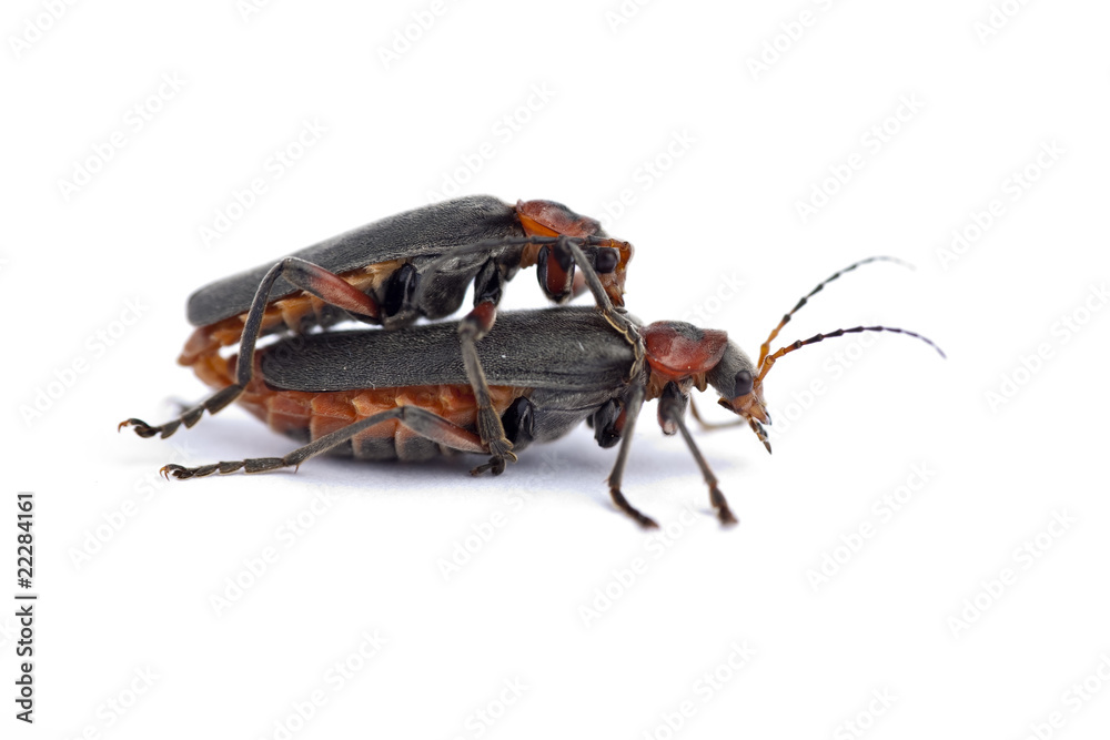 Fototapeta premium Soldier beetles (Cantharis versicolora), mating