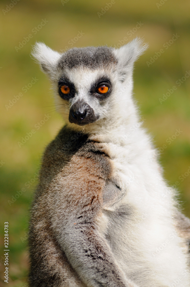 Fototapeta premium portrait de maki catta