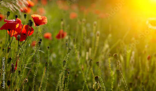Fototapeta Naklejka Na Ścianę i Meble -  red poppies on  field