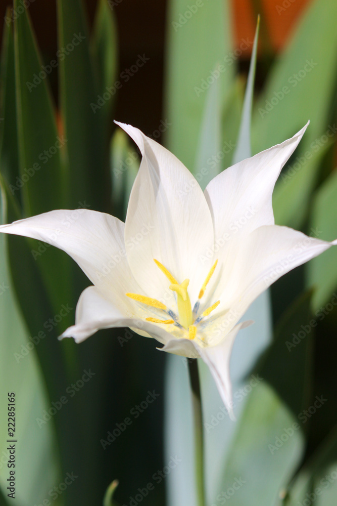 Obraz premium Weiße Tulpenblüte