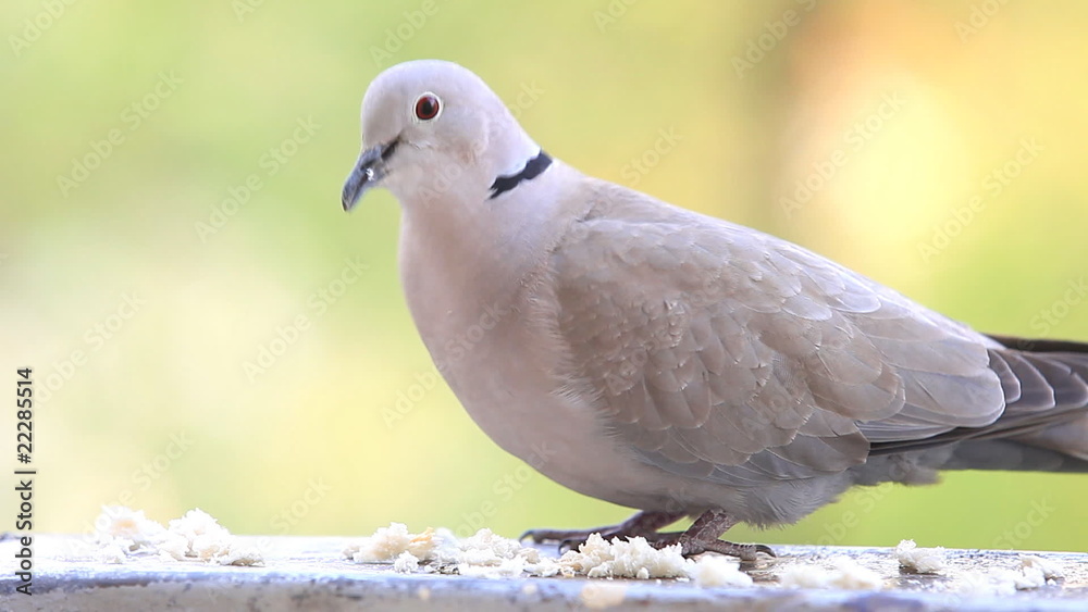 Pigeon eating bread on a metal surface Pigeon eating bread on a metal surface