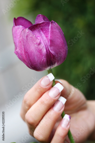 violette Tulpe in einer sch  nen Frauenhand