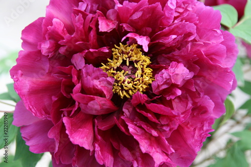 Tree Peony