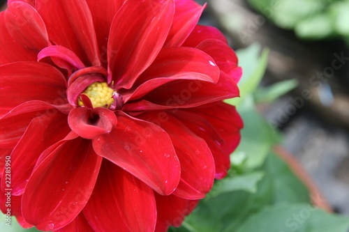 Red Dahlia