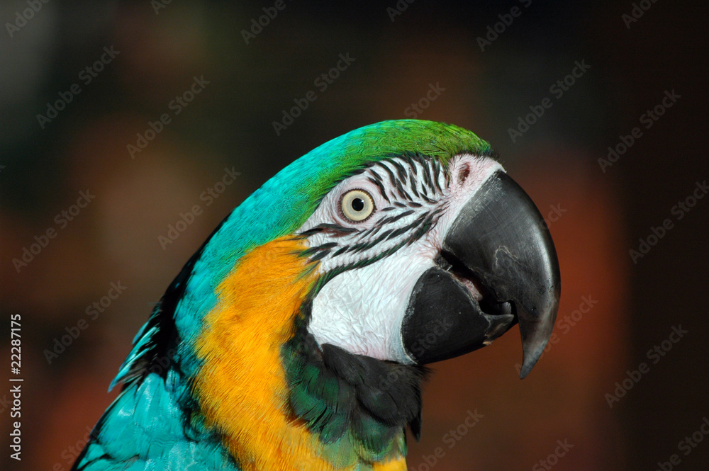 Parrot