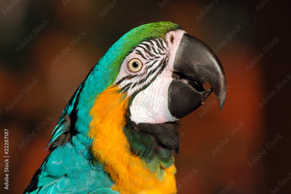 Parrot Head Shot