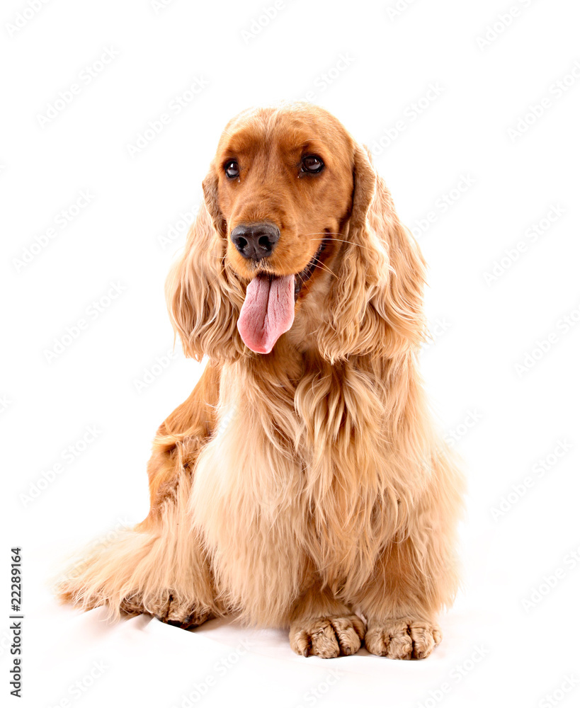 Young cocker spaniel isolated on white