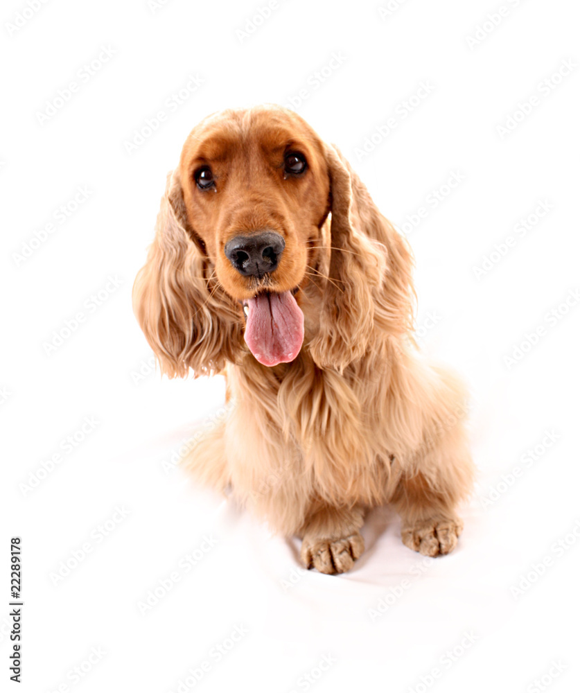 Young cocker spaniel isolated on white