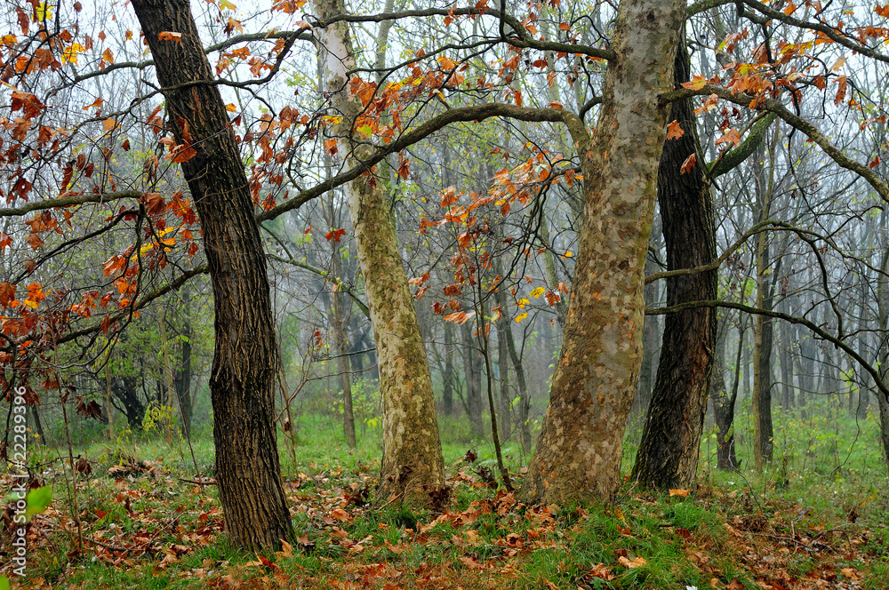 alberi 535 alberi 535