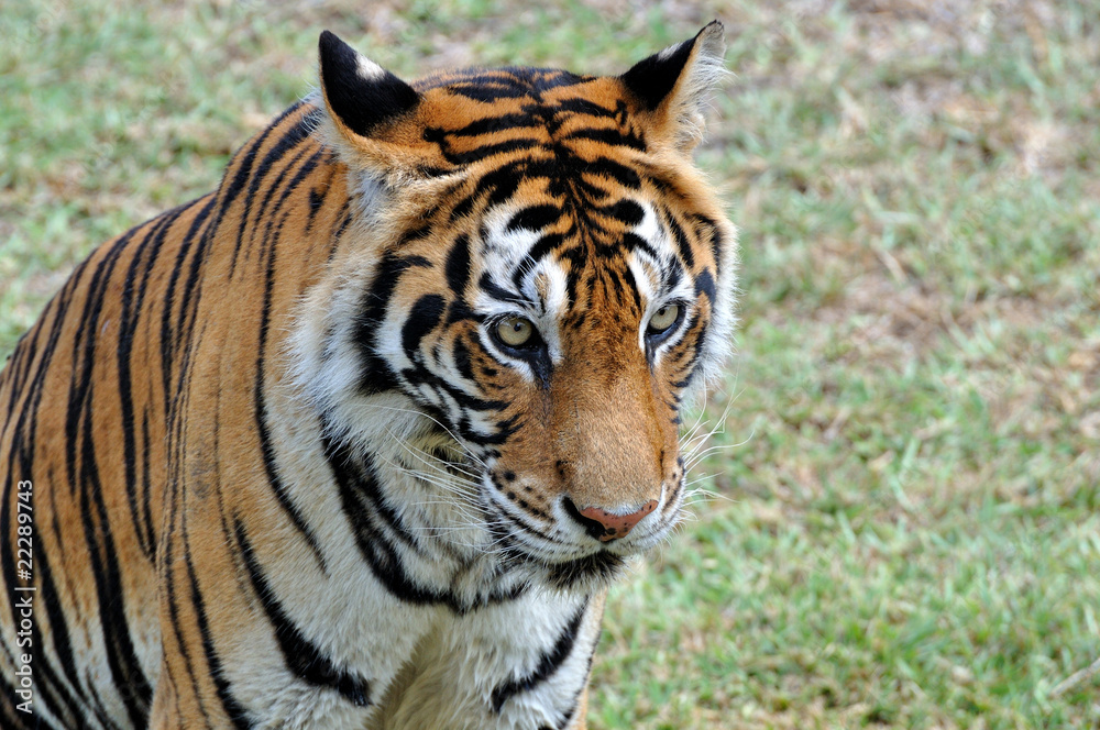 tigre tigre