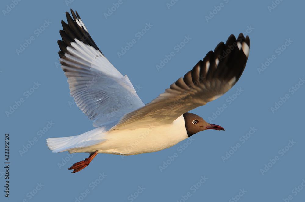 Obraz premium Flying seagull