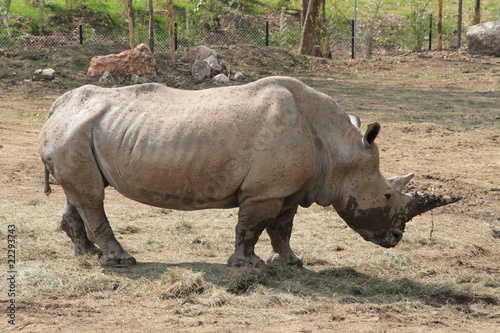 rinoceronte bianco © gennaro coretti